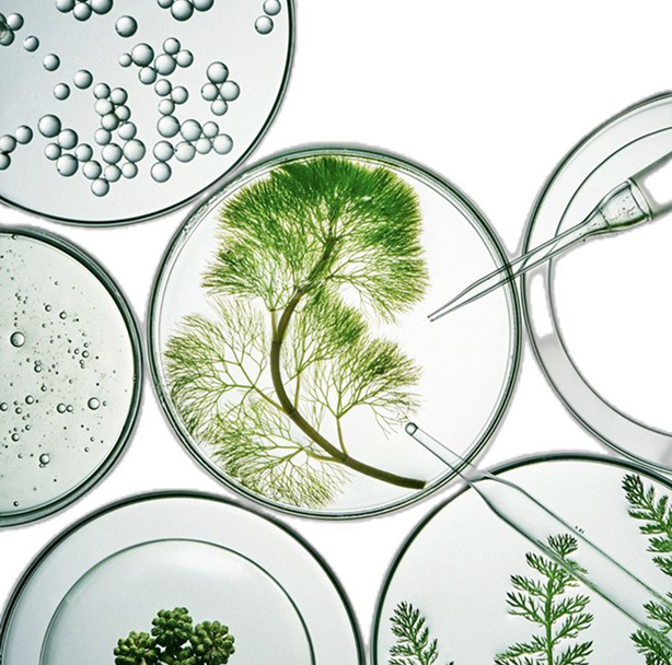 Muối Phosphat Kali